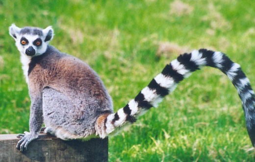 lemur